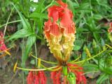karthigai poo (national flower)