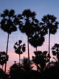 palmyra trees