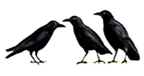 Three Crows
